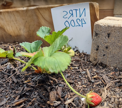 Nutritional Science garden photo 