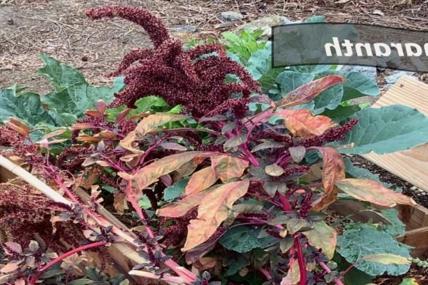 Amaranth plant