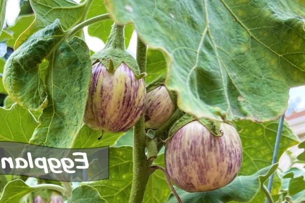 Striped Eggplant 