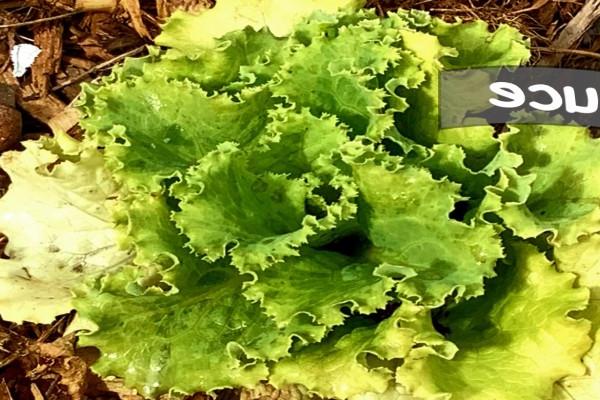 Growing head of Lettuce