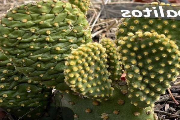 Nopalitos Cactus Plant