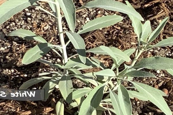 White Sage plant