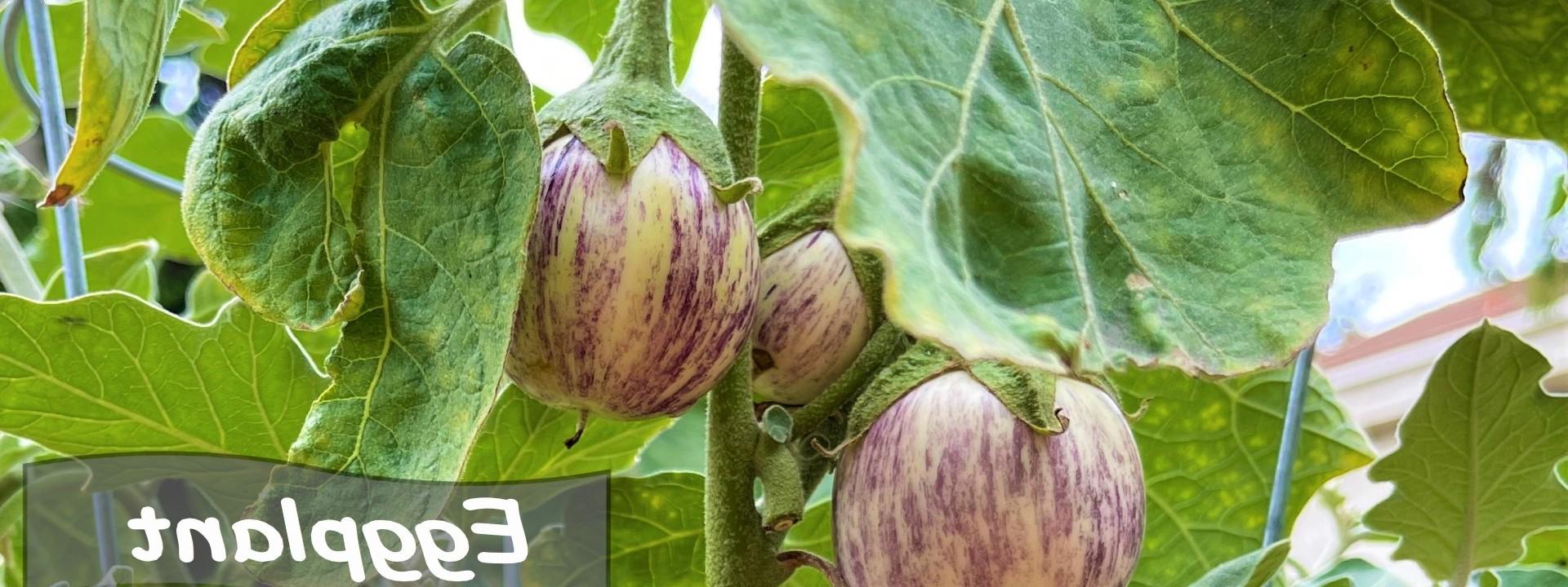 Striped Eggplant 