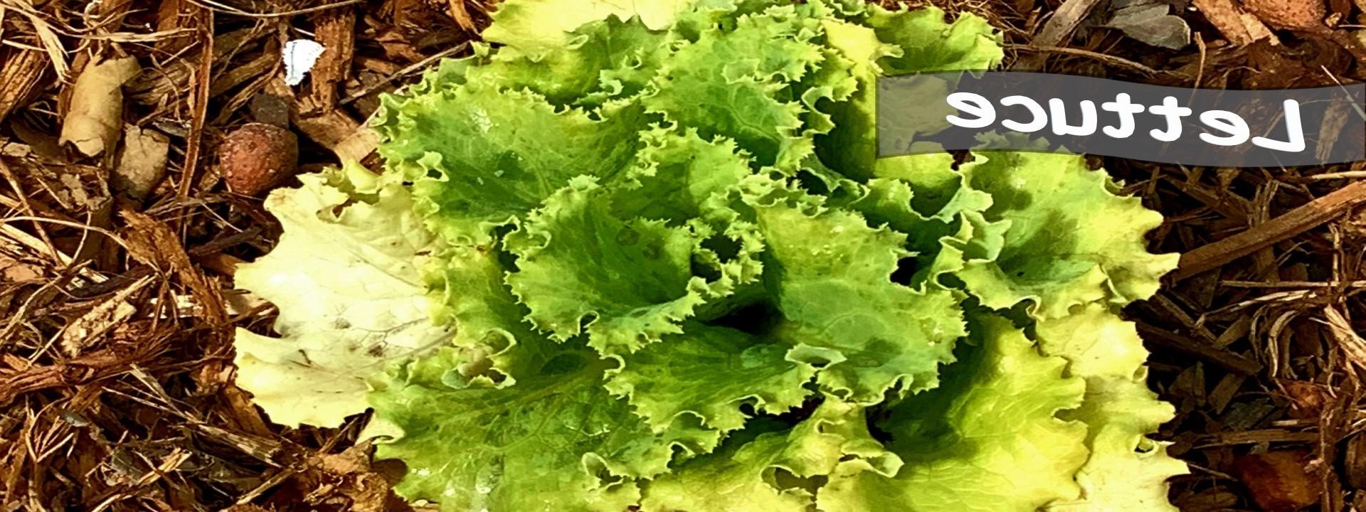 Growing head of Lettuce