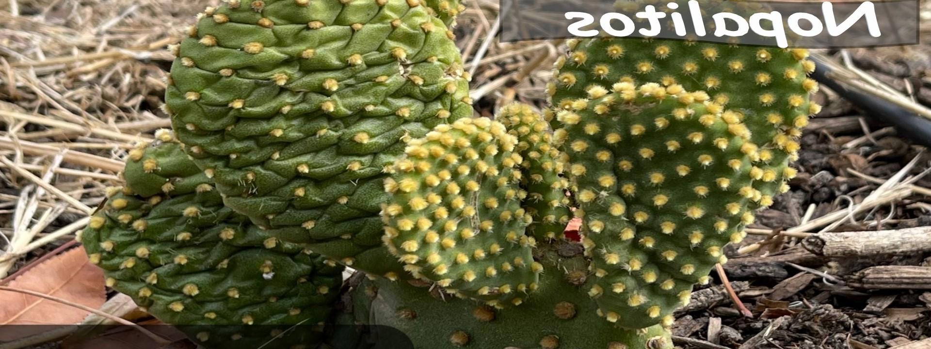 Nopalitos Cactus Plant